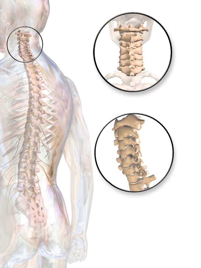 Spine image