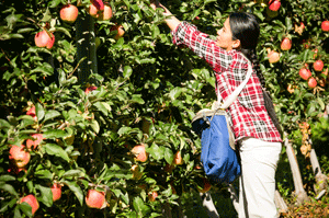 Woman picking apples