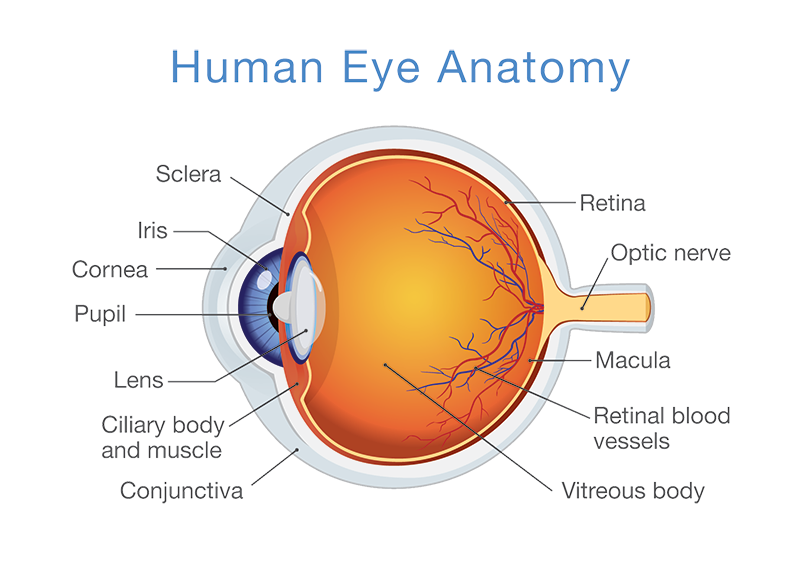Anatomy of the Eye - Retina-Vitreous Surgeons of CNY